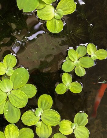Water lettuce Green Leaves Decoration Plant on Water Freshness Environment at Home Garden Top View Branch, and Natural Form Wallpaper Background Outdoor CloseUp and Bright  Detail Color of Growth Leafの写真素材