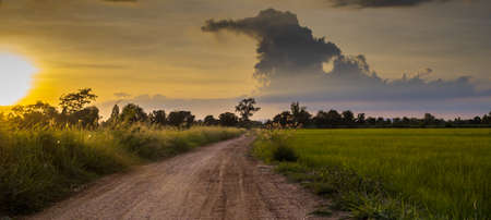 Rice fields and clear sky evening rainy season. The beginning of planting rice for farmers makes the...