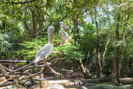 African water birds, Pink-backed Pelican (Pelecanus rufescens) Standing on the top of the timber in the park habitats, on the bright sunlight and shade of the trees, close up wildlife photos.の写真素材