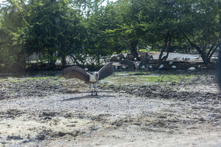 The Marabou stork (Leptoptilos crumenifer) is a large wading bird in the stork family Ciconiidae,...
