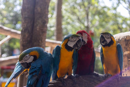 Parrot species  on tree branchesの写真素材