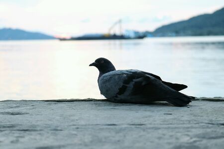 Bird on sunset backgroundの素材