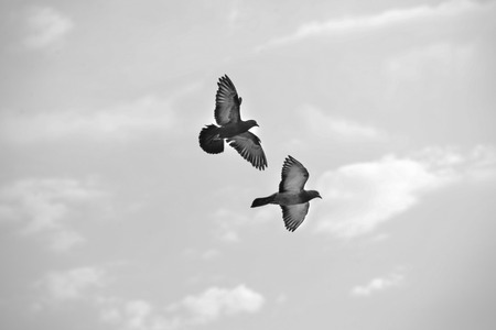 Flying togetherの写真素材