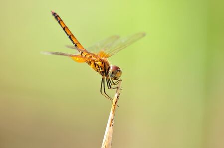 dragonflyの写真素材