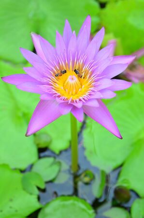 purple lotusの写真素材