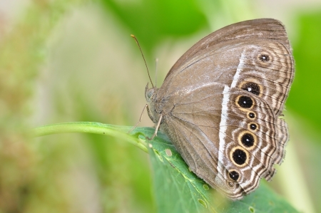 brown butterflyの写真素材