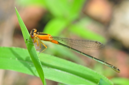 dragonfly outdoor (coleopteres splendens)の写真素材