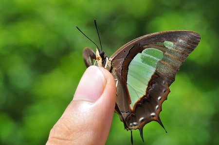 butterfly on thumbの写真素材