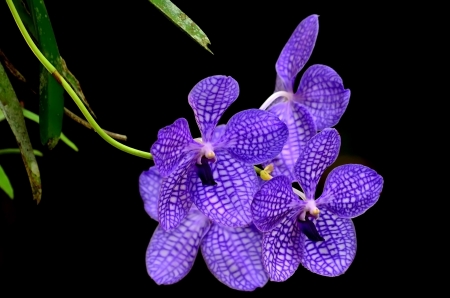 Purple Vanda Orchidの写真素材