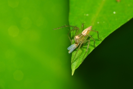 spider macroの写真素材