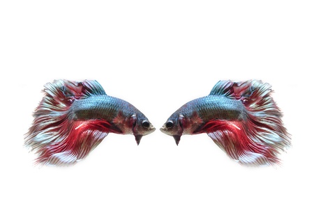 Siamese fighting fish, on white background.の写真素材