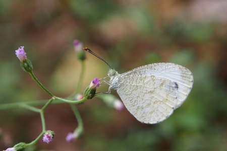 White butterfly feeding on  flowersの写真素材