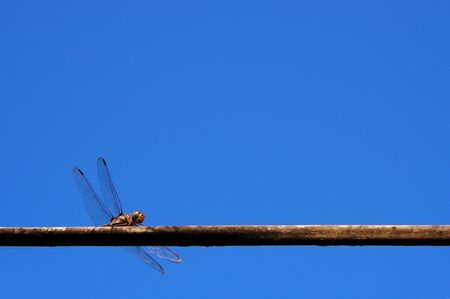 dragonfly on blue sky backgroundの写真素材