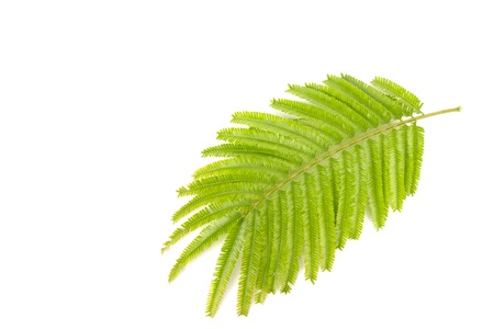 tropical stinking edible beans (Parkia Speciosa) leaf on white background の写真素材