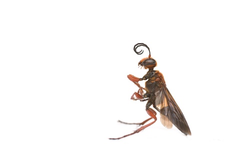 Eumens fraternus wasp isolated on white の写真素材