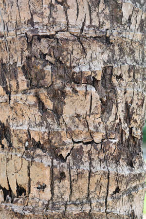 Coconut Bark Textureの写真素材