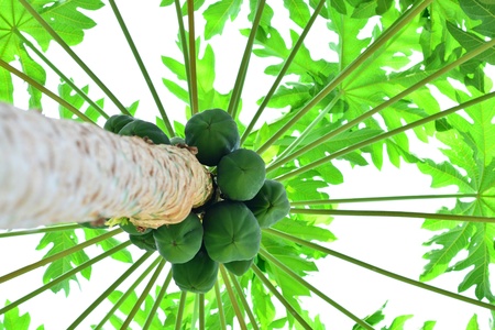 Green papayas on treeの写真素材