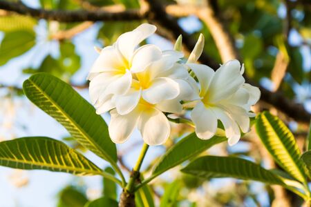 White Plumeria Flowersの写真素材