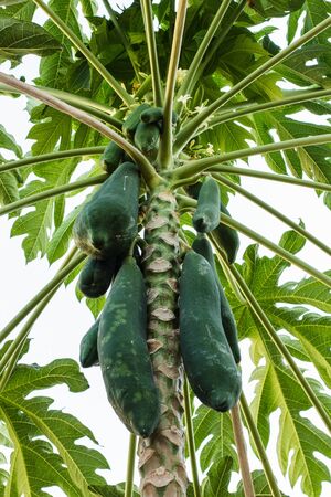 Papaya tree with multiple papaya and white background