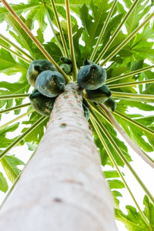 Papaya tree with multiple papaya and white backgroundの写真素材