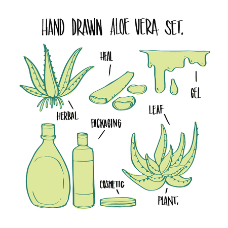 Hand drawn aloe vera plant and elements, illustration vector for infographic or other uses.のイラスト素材