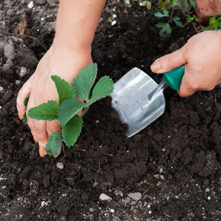 planting a seedling treeの写真素材