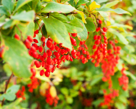 Red barberry berries on the tree