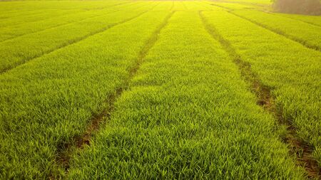 Green rise field with sunset. Close up view