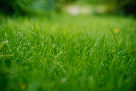 Background of a green grass. Green grass texture.の写真素材