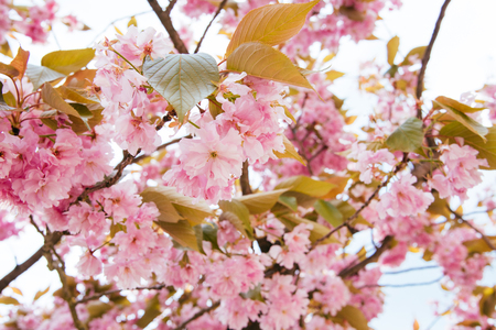 cherry blossom flower and sky clouds for natural backgroundの写真素材
