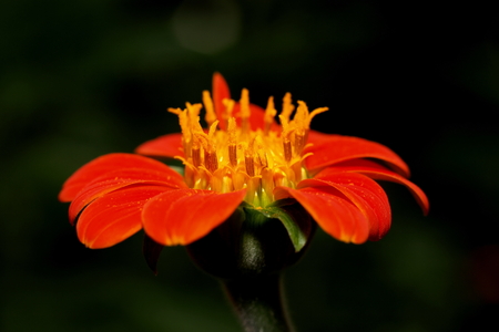 flower close up の写真素材