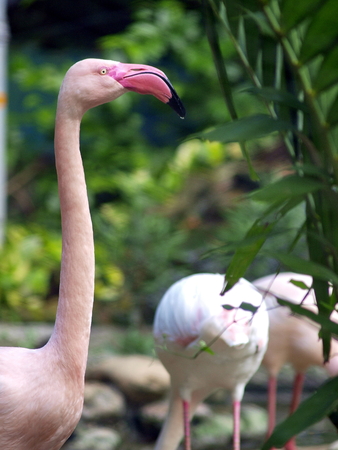 Pink flamingos against green backgroundの写真素材
