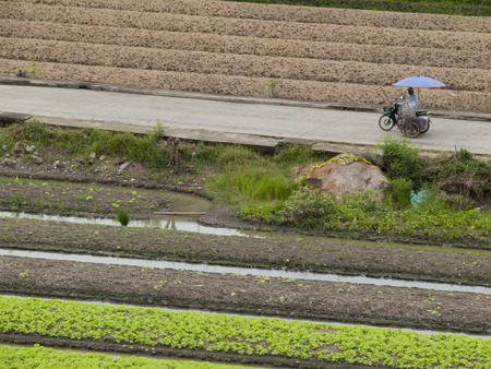 Farm vegetable  in Thailand countryside.の写真素材