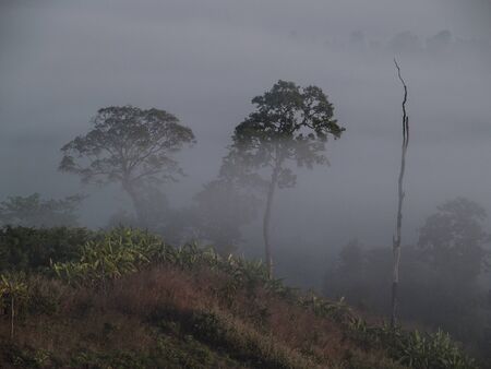 misty forestの写真素材