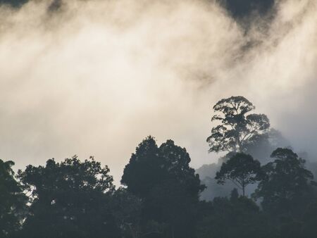 misty forest