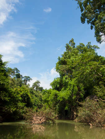Tropical rain forest and river at Suratthani , Thailand backgroundの写真素材