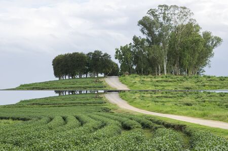 tea plantation and tea garden
