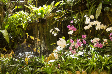 Beautiful orchids in the gardenの写真素材