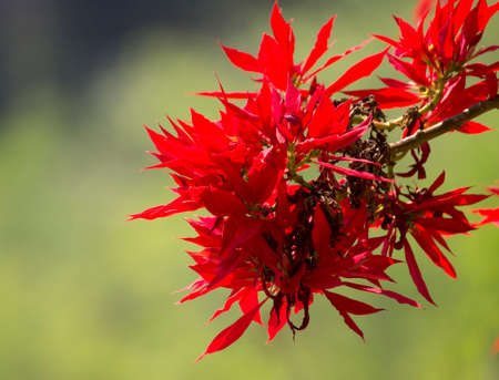 beautiful flowers,red flowers,gardenの写真素材