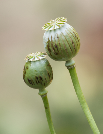 Opium is a narcoticの写真素材