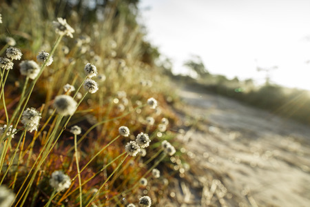 Phu Kradueng national park ,Thailandの写真素材