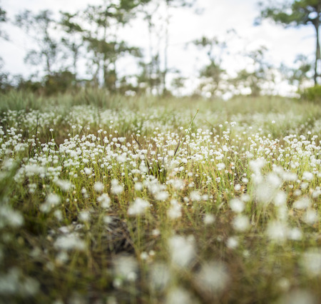 The beautiful white Narrowleaf Zinnia or Classic Zinnia flowers, texture background.の写真素材