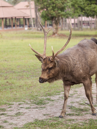 Deer is standing on the green grass of the fieldの写真素材