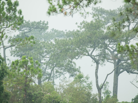 landscape foggy morning in pine forestの写真素材