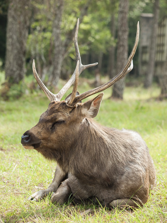 Deer is siting on the green grass of the fieldの写真素材