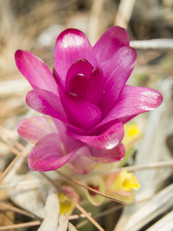 Siam Tulip or Curcuma aeruginosa in the forest rianの写真素材