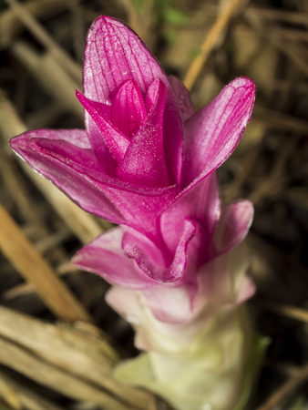 Siam Tulip or Curcuma aeruginosa in the forest rianの写真素材