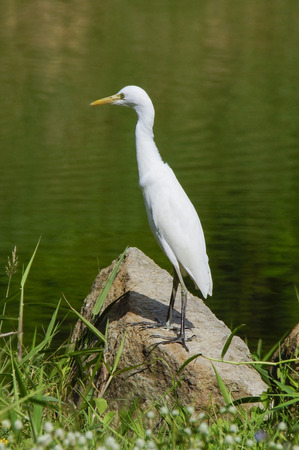 Great Egret, Common Egret, Large Egret, Great White Heron - Ardea albaの写真素材
