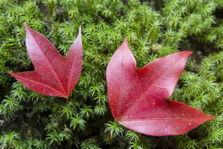 Background of colorful autumn leaves on forest floorの写真素材