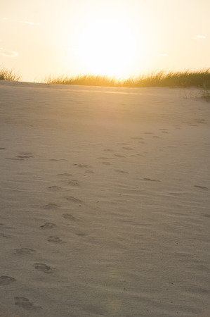 Footprints in the sand at sunsetの写真素材